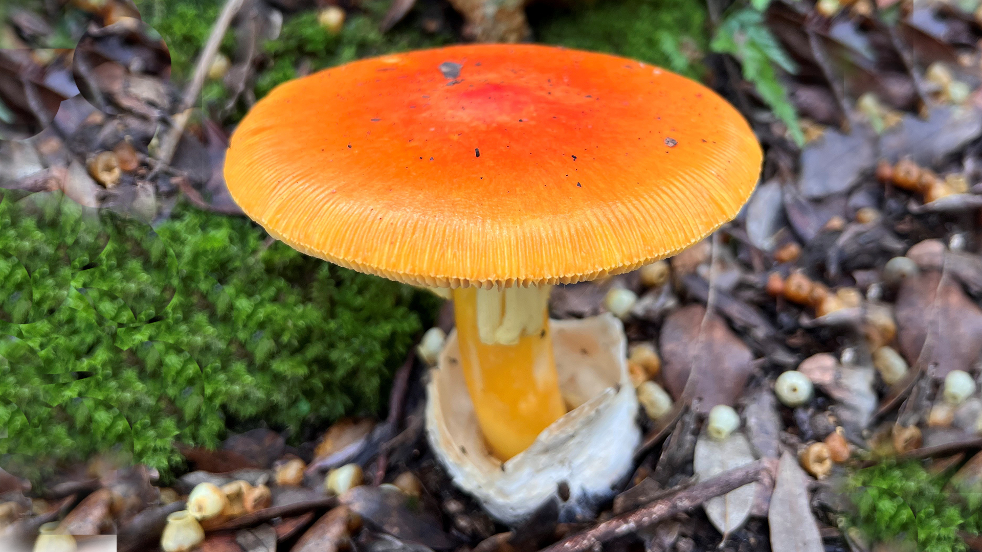 Guida alla determinazione dei funghi:  focus sull’impatto del cambiamento climatico e ambientale 