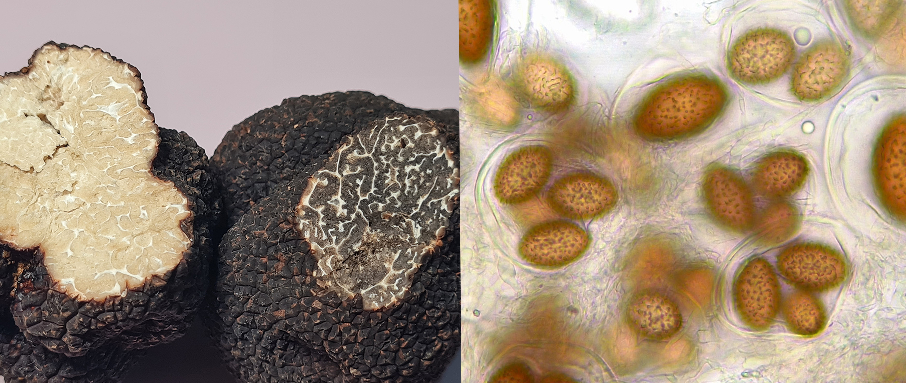 Il controllo ufficiale dei tartufi (funghi ipogei): idoneità al consumo alimentare e requisiti per la commercializzazione
